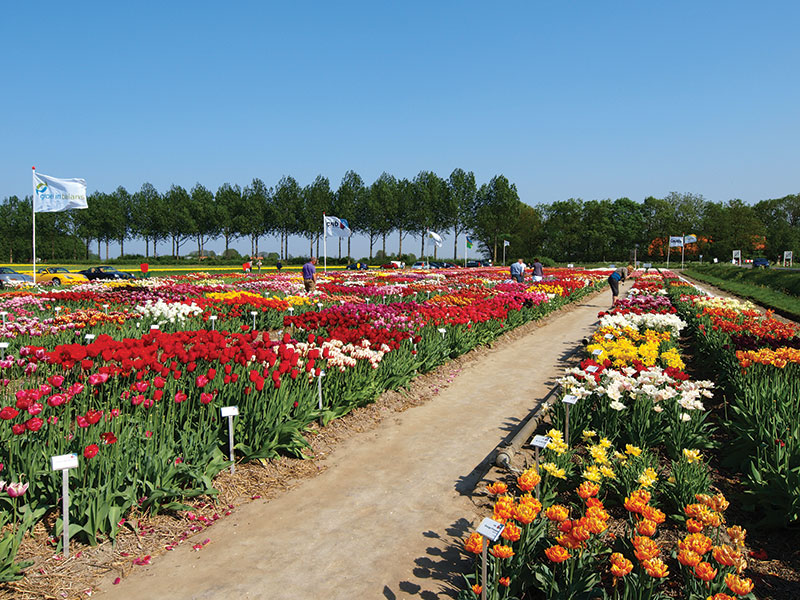 Tulpenveld