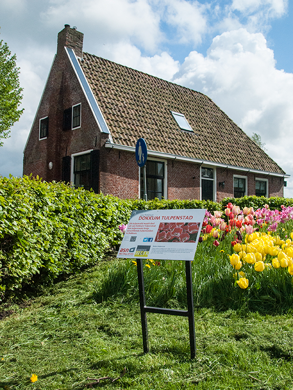 Tulpenstad Dokkum. Foto: Stichting Dokkum Tulpenstad