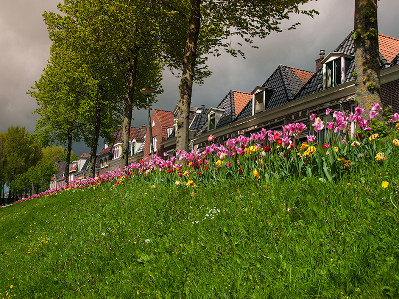 Tulpenstad Dokkum. Foto: Stichting Dokkum Tulpenstad