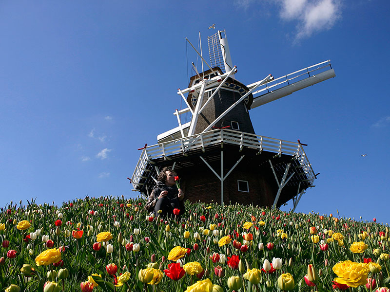 Tulpenstad Dokkum.