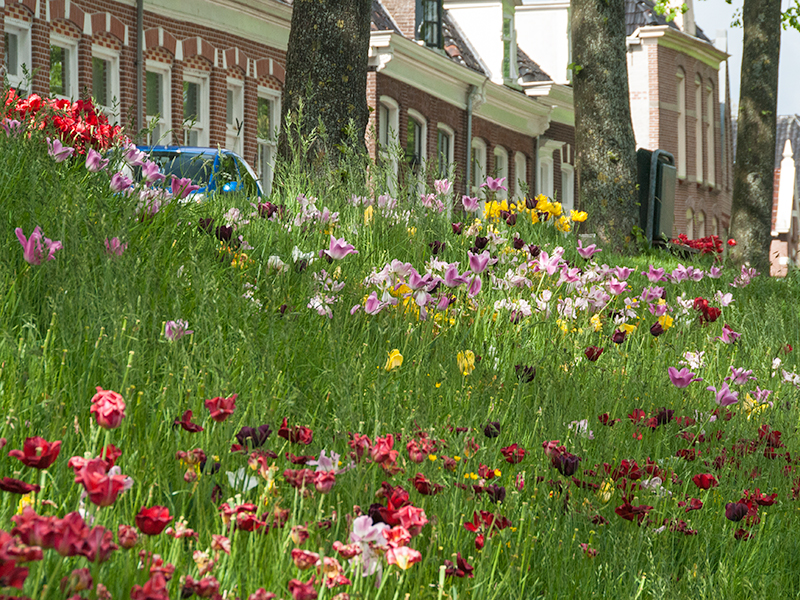 Tulpenstad Dokkum. Foto: Stichting Dokkum Tulpenstad