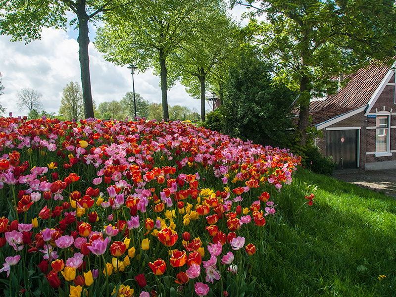 Tulpenstad Dokkum. Foto: Stichting Dokkum Tulpenstad